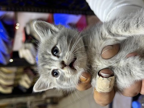 Uysal oyuncu british shorthair yavrumuz