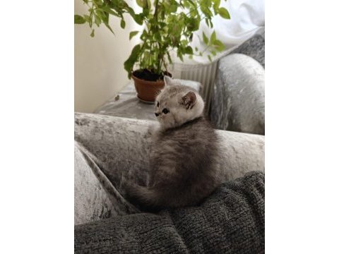 British shorthair erkek yavru
