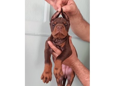 Üst düzeyde a şecere a kalite doberman