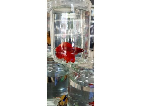 Betta balığımız