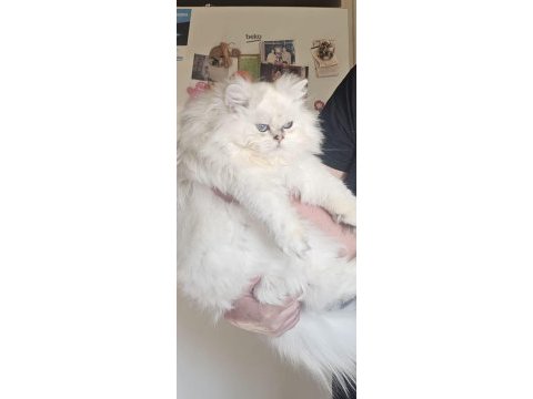 Show kalite pofuduk yakışıklı british longhair oğlumuz