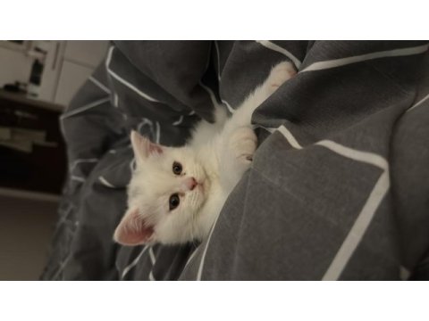 Eğitimleri tam gayet sevecen minik british shorthair