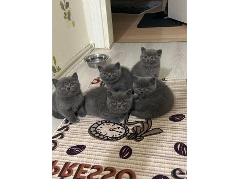 Evcil kedim british shorthair