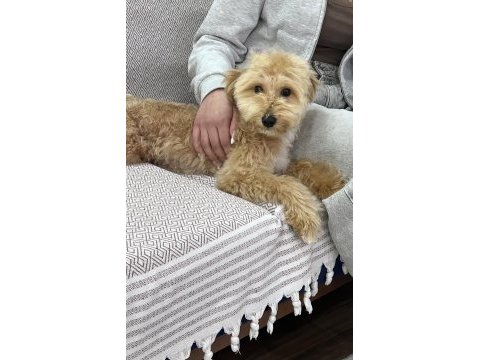İş durumumdan dolayı acil maltipoo