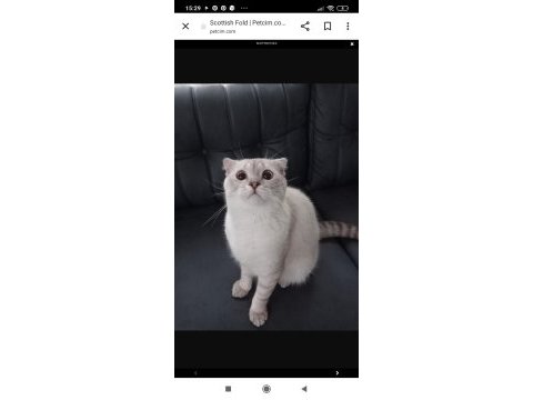 Scottish fold