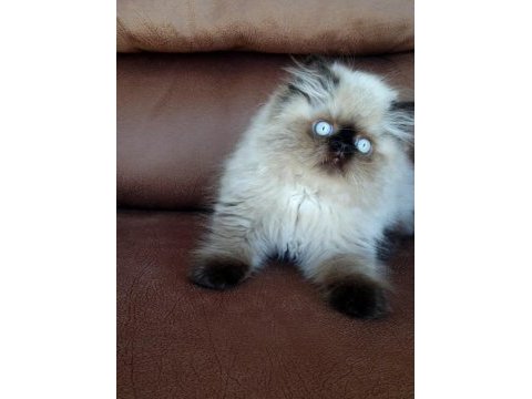 Şecere (soy) belgeli persian (iran) erkek yavru