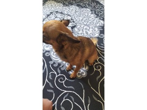 Canım chihuahua köpeğim