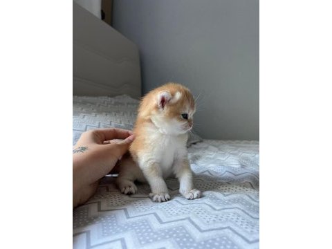 British shorthair golden full şecereli yavru