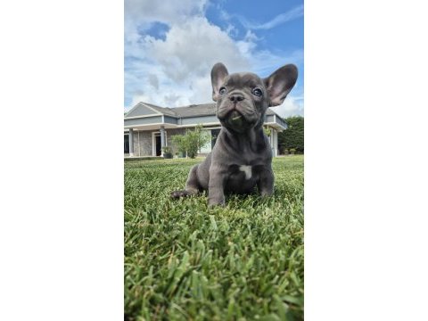 Benzersiz güzellikte french bulldog yavruları