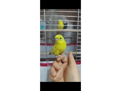 Ele alışık yavru muhabbet kuşu