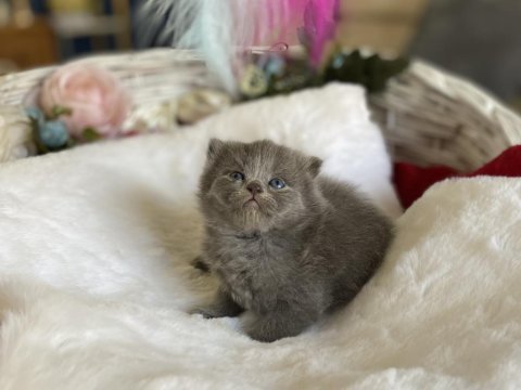 Ayı surat şecereli lilac scottish fold bebeğimiz
