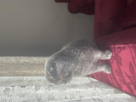 Scottish fold adana içine verilir