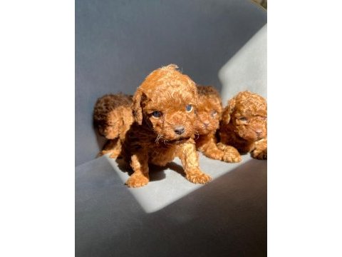 Kore red brown toy poodle