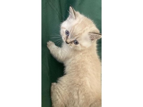 British longhair ve british shorthair yavru kediler
