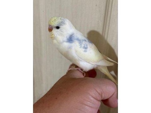 30 günlük konuşturmalık muhabbet kuşu bebek