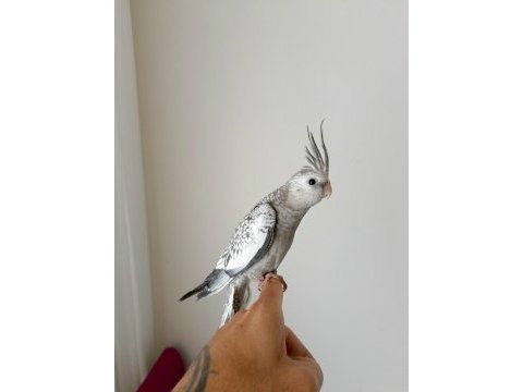 Muhteşem güzellikte sultan papağanı yavrusu