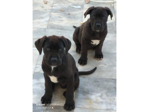 Cane corso köpeği