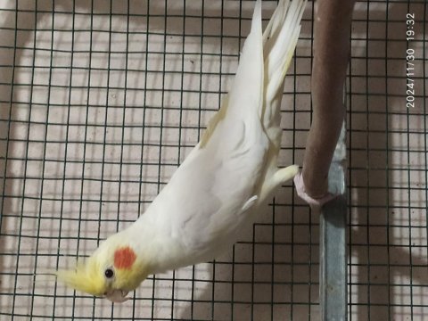Lutino sultan papağanı yavruları