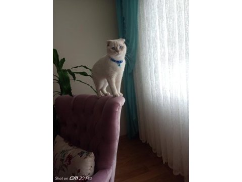 Scottish fold blue point