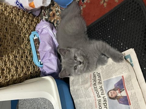 Sahiplendirme british shorthair