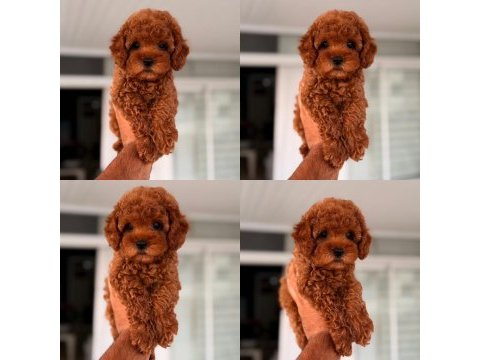 Mersin toy poodle orjinal yavrular