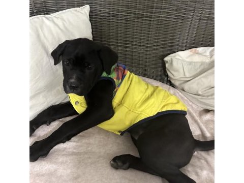 Dişi cane corso yetişkin