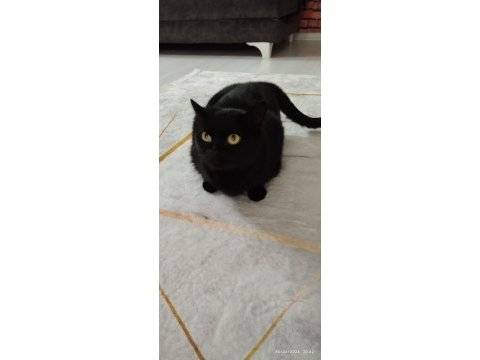 Kedimizi sahiplendirme