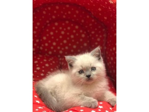 Brıtısh shorthair blue point yavrularım 