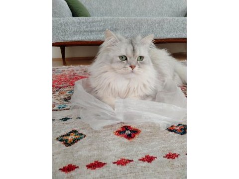 Şeker kedimiz yeni yuvasını arıyor