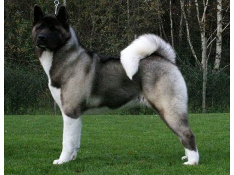 Efsane amerikan akita yavruları