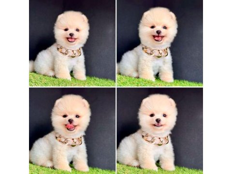 Güzeller güzeli pomeranian yavrularımız