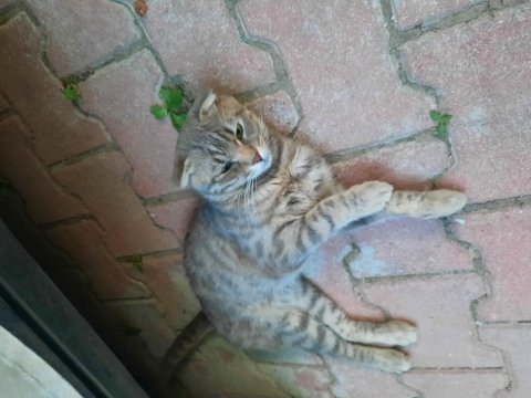 Erkek scottish fold 1 yaşında