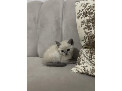 Safkan british shorthair yavru