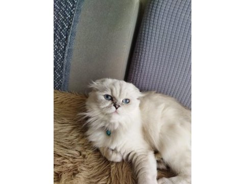 Show class scottish longhair dişi