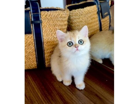 Safkan british shorthair golden dişi yavru