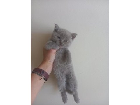 British short hair blue ve bluepoint yavrular