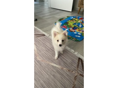4 aylık spitz yavru