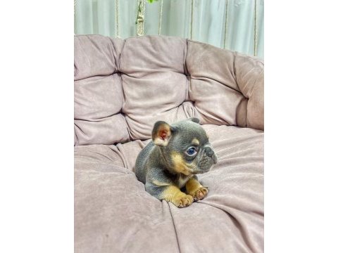 Egzotik merle flufy french yavruları