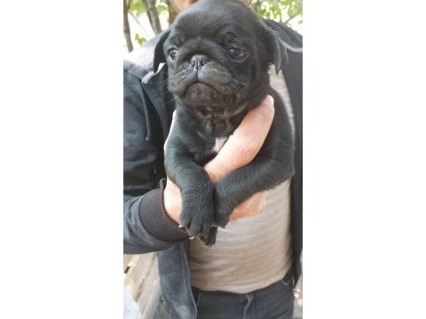 A kalite pug mops ırk ve sağlık garantili uygun