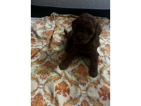 Toy poodle köpekleri