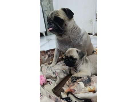 Erkek pug bebek tuvalet eğitimli