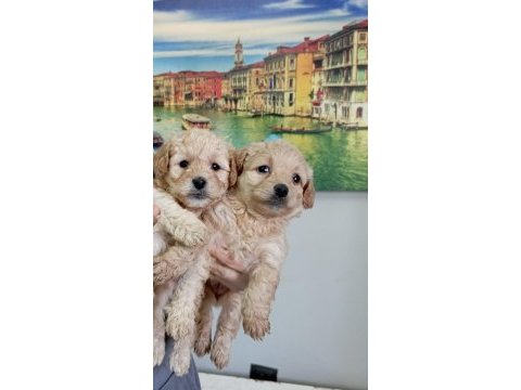 Maltipoo yavrularımız