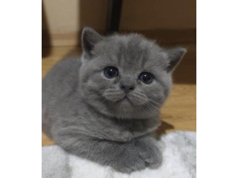 44 günlük scottish fold yavrularımıza yuva arıyoruz