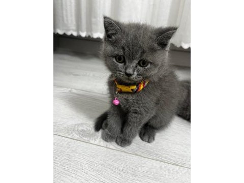 45 günlük erkek british shorthair kedisi