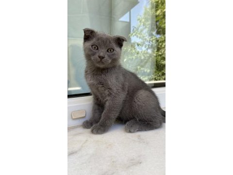 Gri kırık kulak yavru kedimiz