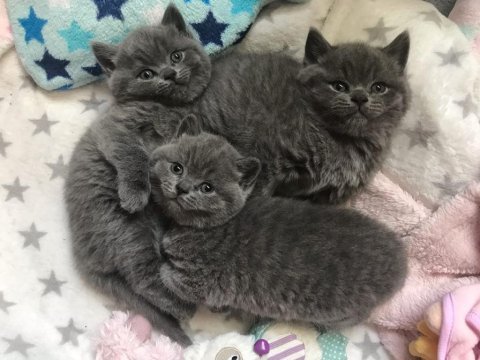 British shorthair yavruları