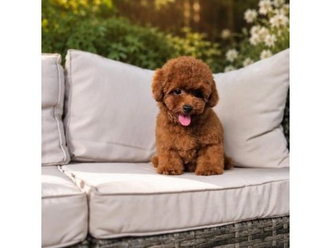 Cinsinin en iyisi poodle