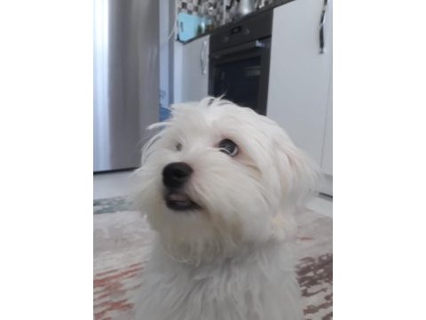 Dünya tatlısı maltese