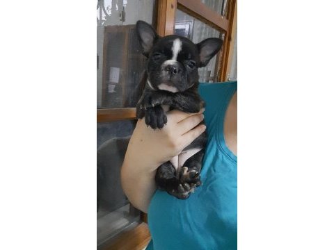 French bulldog dişi yavrular