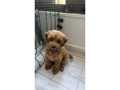 Safkan toy poodle yavrusu